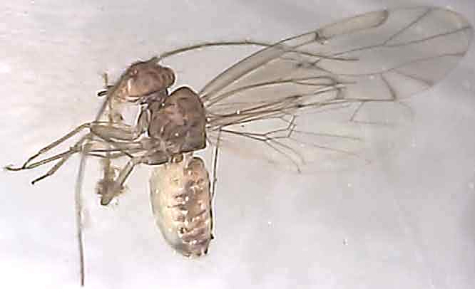 Ectopsocus briggsi